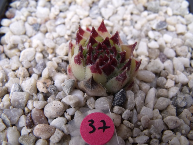 Ma collection de sempervivum & jovibarba - Page 2 02810