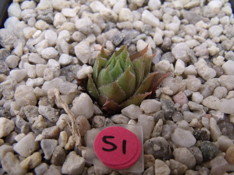 Ma collection de sempervivum & jovibarba - Page 2 04510