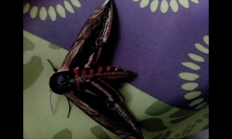 insecte inconnu Screen12