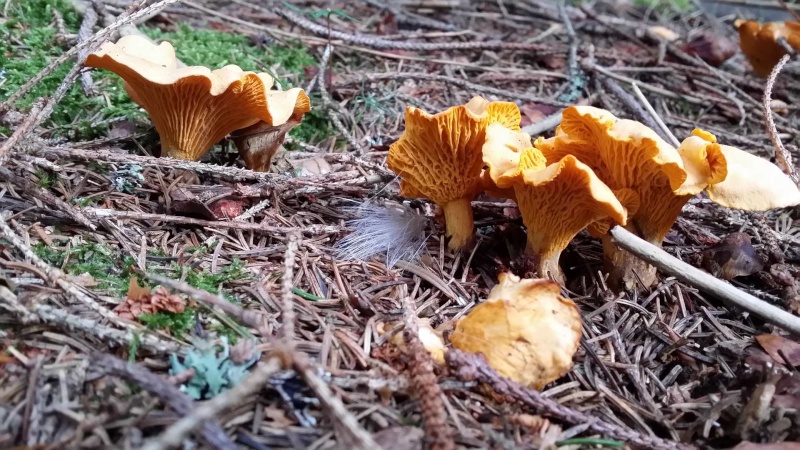 Girolles, bolets et pieds de mouton 24/08/2014 110