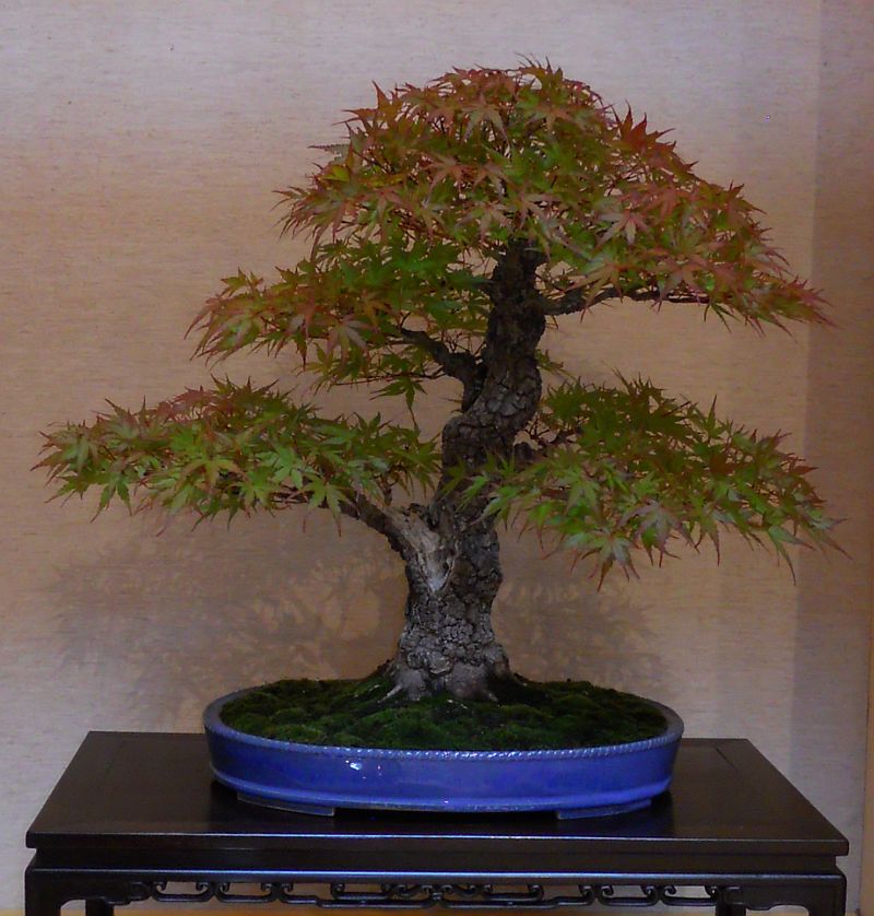 37th ANNUAL MID-AMERICA BONSAI EXHIBIT Photos Acer-m12