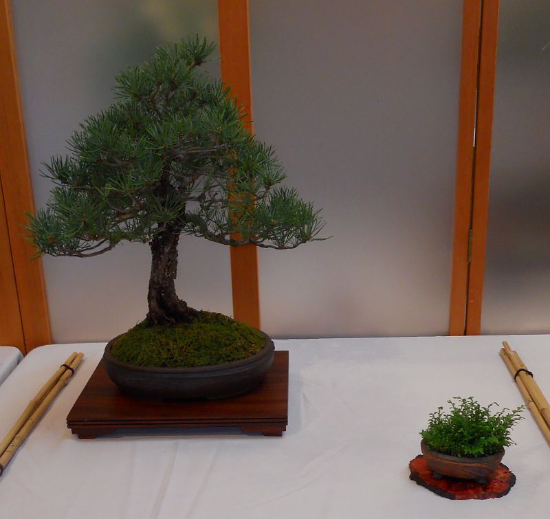 37th ANNUAL MID-AMERICA BONSAI EXHIBIT Photos P-virg10