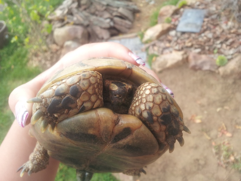 identification de ma tortue svp! 20140916