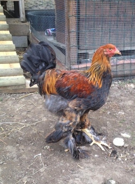 Mon nouveau couple de Brahma  Coq_br10