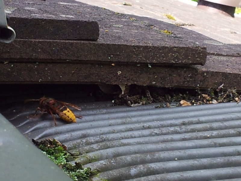 Nid de guêpes sous mon toit 20140810