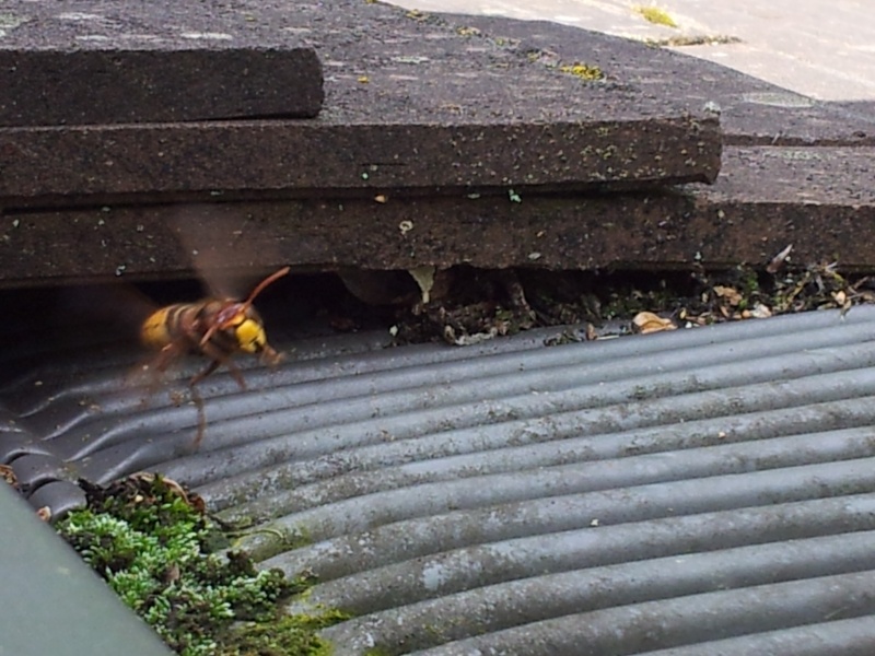 Nid de guêpes sous mon toit 20140813