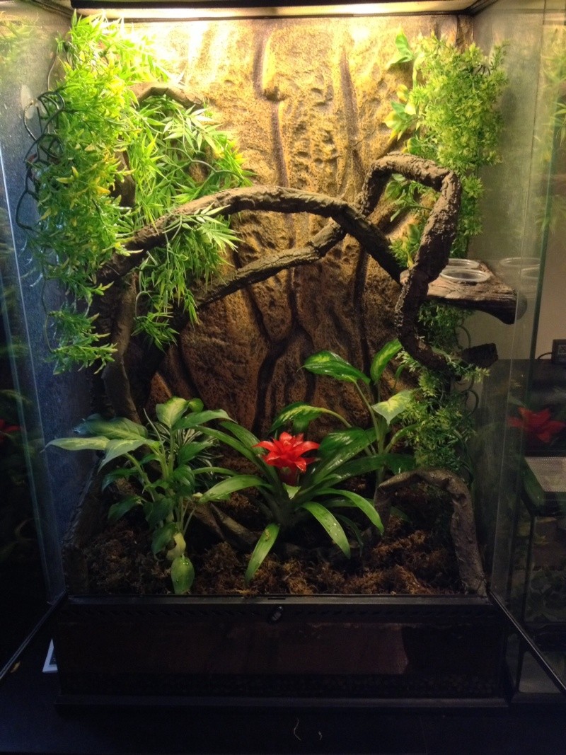 Plantes pour Gecko à crête. - Plantes / Plants - Nimo