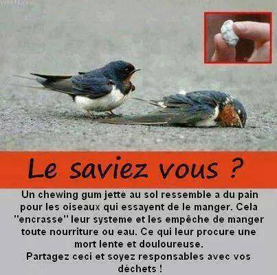 Oiseaux et chewing gum jeté par terre : attention !! 10857810