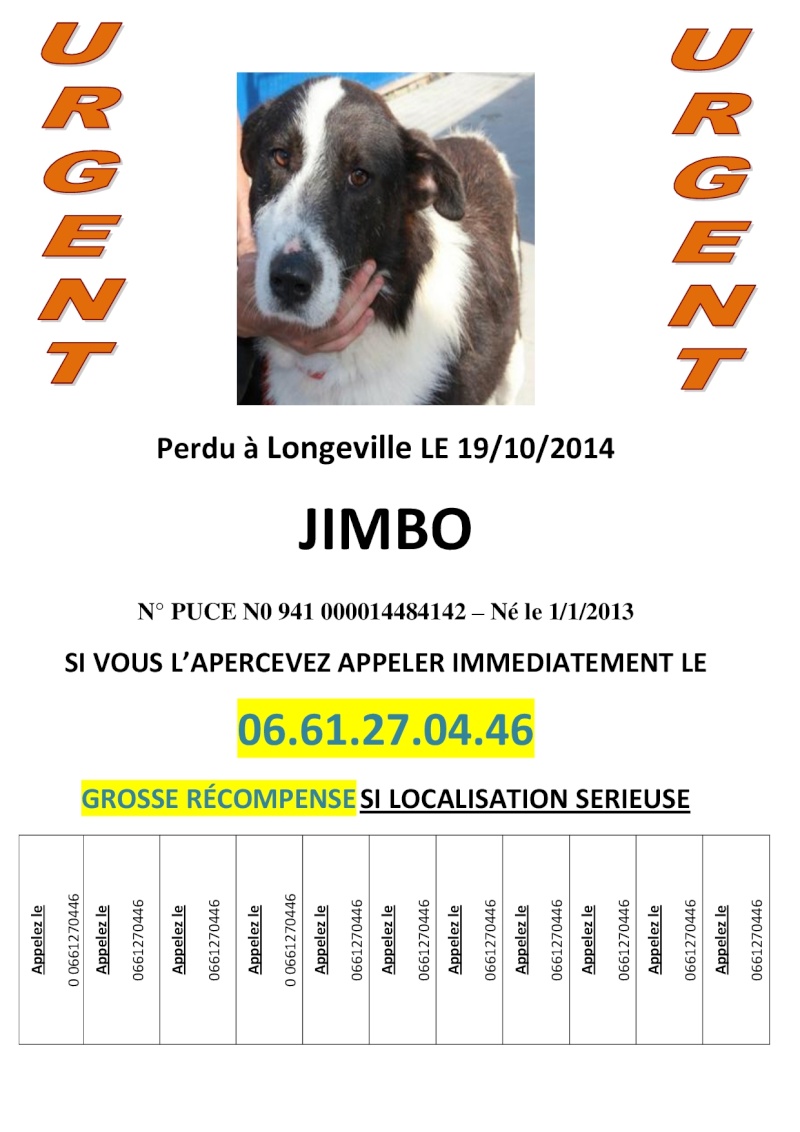 JIMBO, mâle croisé border collie né le 01/01/2013 - Page 3 Affich10