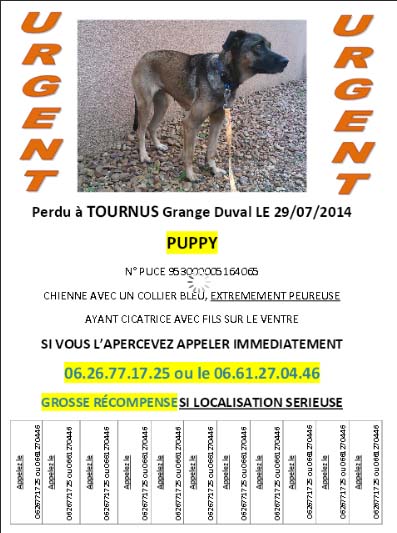 PUPPY, perdue le 29/07/2014 à TOURNUS - 71700 - aperçue récemment !! Puppy_10