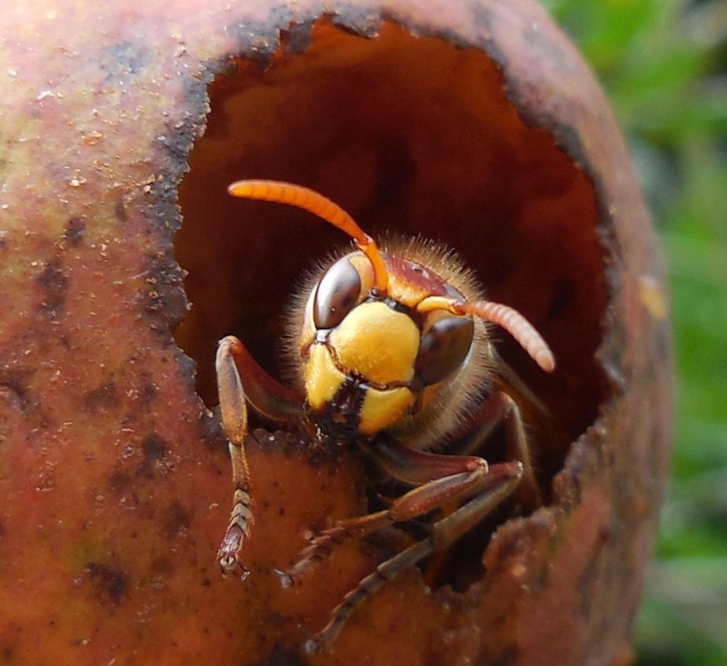 Vespa crabro - détails Sortie10