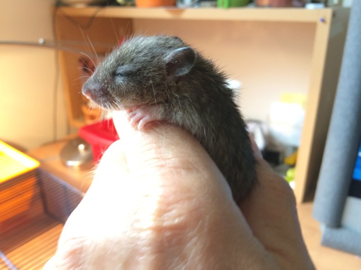 Et voici notre bébé Rat des champs : Ratatouille  Img_4014