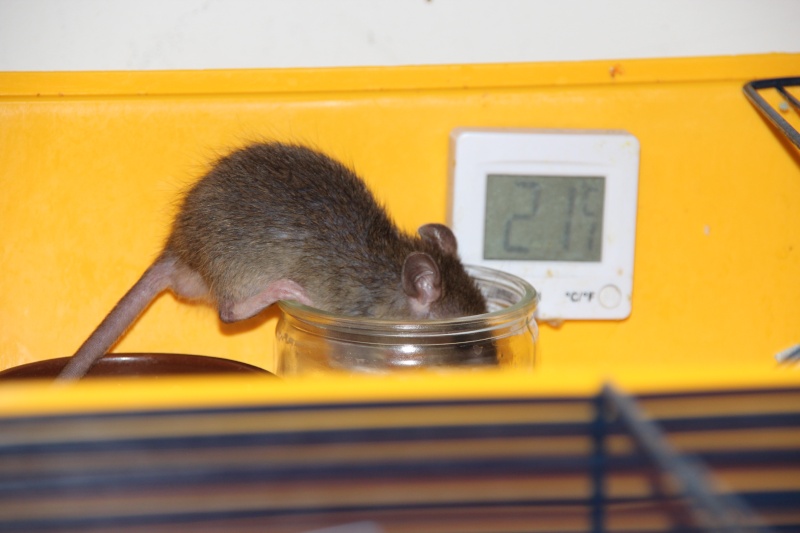 Et voici notre bébé Rat des champs : Ratatouille  - Page 5 Rata10
