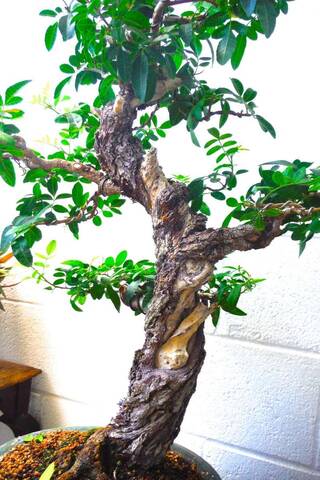 Schinus terebinthifolius – Brazilian Peppertree-Christmas Berry I need  design help!