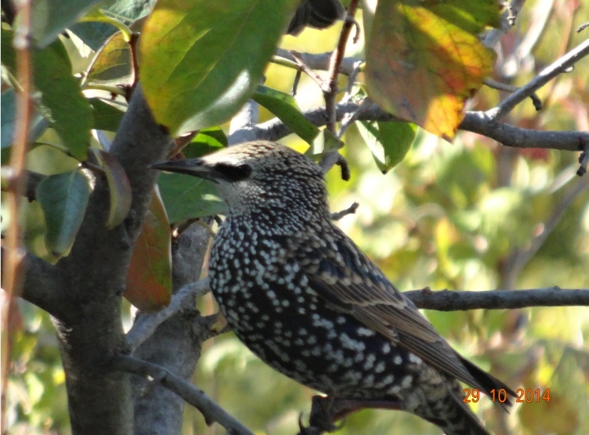 Les oiseaux du jardin... - Page 2 Captur25