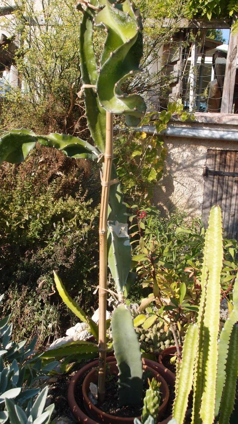 ACTU : Epiphyllum, nouvelles photos 2014. P9064210