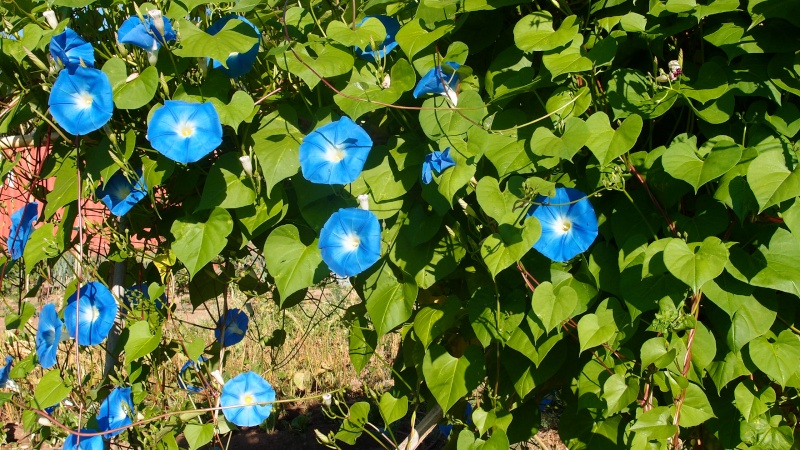 Volubilis P9074213