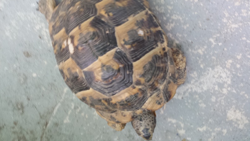 Trouvé une tortue Tortue12