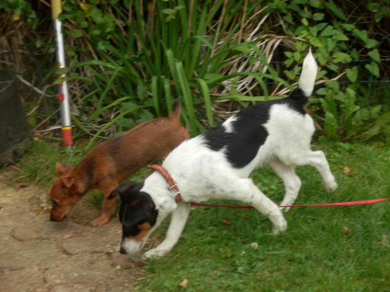 Semaine 36 (5 septembre 2014) 5 chiens et deux chats P9050512