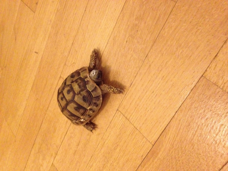 tortue trouvée dans la rue en ville Image12