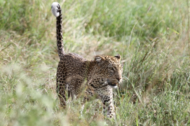 March 2014 - Kenya Safari K03410