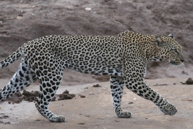 March 2014 - Kenya Safari K18410