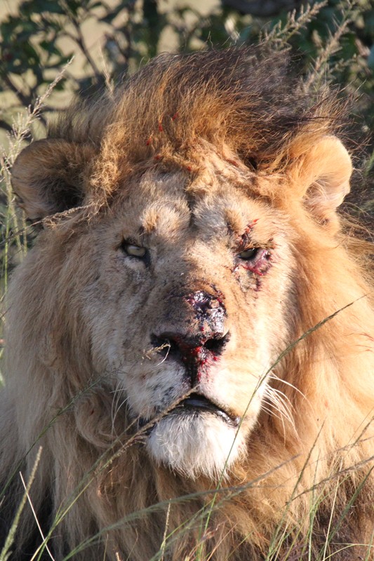 March 2014 - Kenya Safari K29710