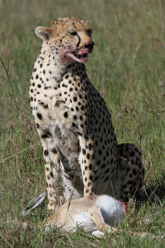 March 2014 - Kenya Safari K34610