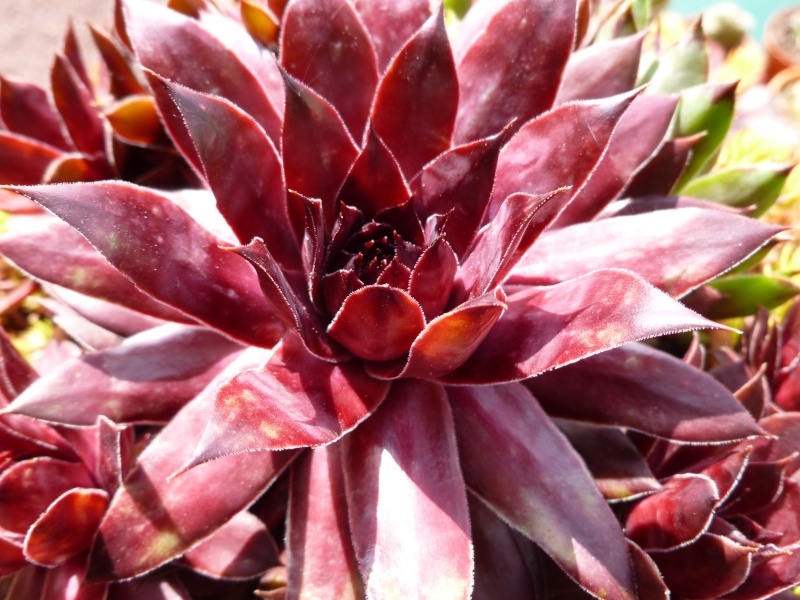 Ma petite collection de sempervivum ! P1020415