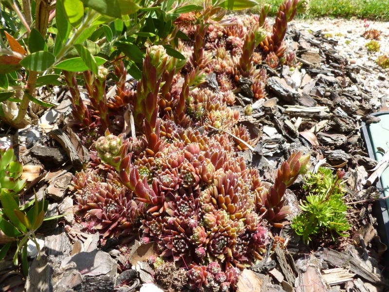 Ma petite collection de sempervivum ! P1030615