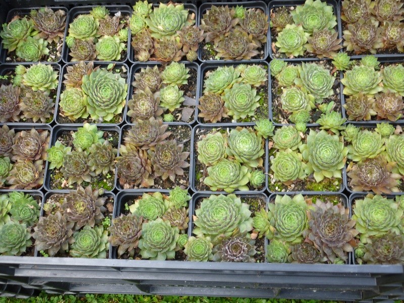 La folie des plantes au Grand Parc du Grand Blottereau à Nantes P1050330