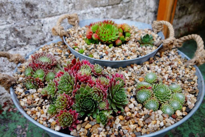 les sempervivum d'Antoinette 10639510