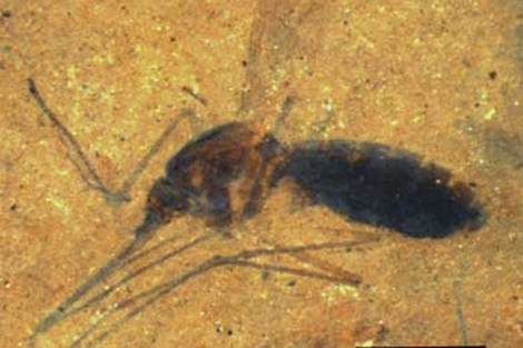 Encontrado el primer fósil de mosquito con muestras de hemoglobina en el estómago 13817510