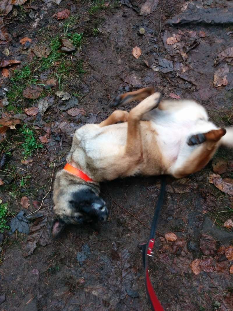 Roxanne croisée BA/malinois née en 2011- SPA de Forbach Img_2018