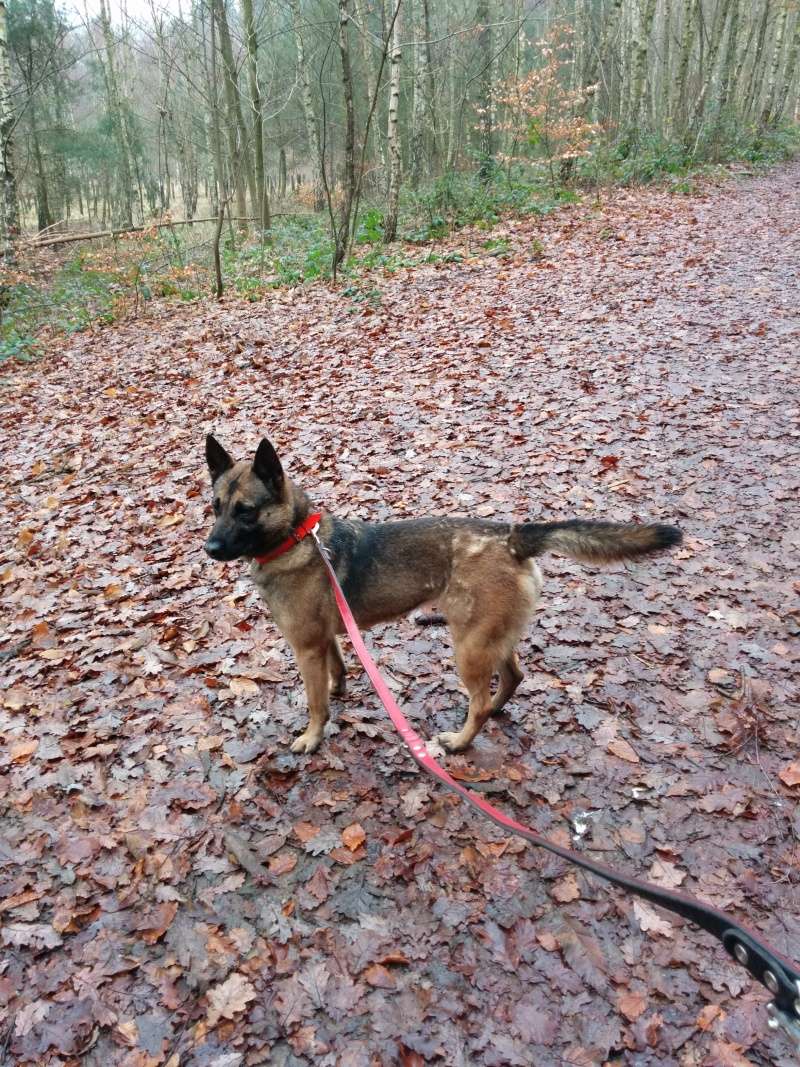 Roxanne croisée BA/malinois née en 2011- SPA de Forbach Img_2019