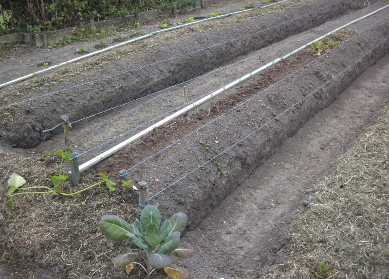 Essais de permaculture sur buttes. 10_a10