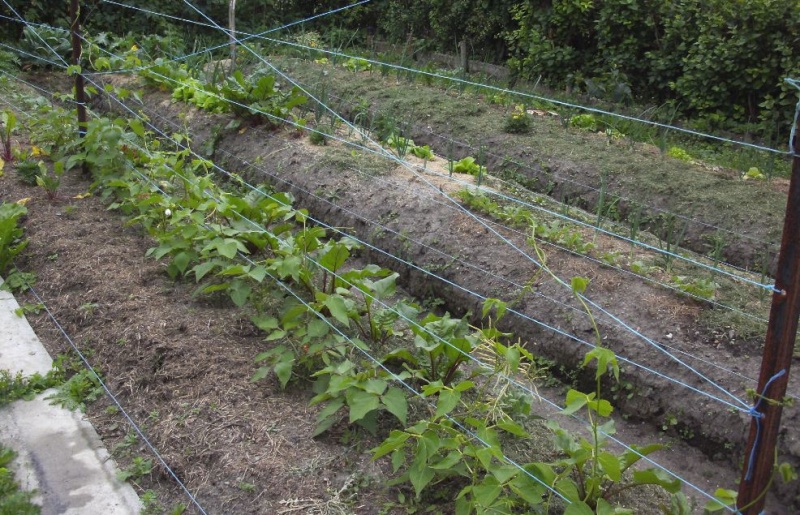 Essais de permaculture sur buttes. 12_a10