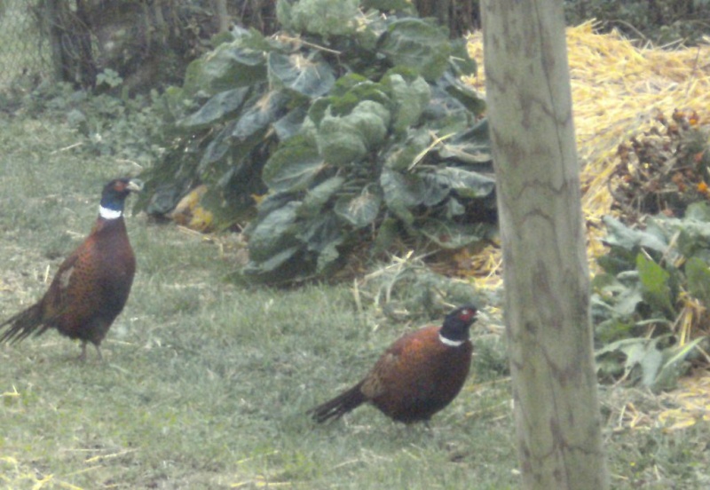 Essais de permaculture sur buttes. Males_10