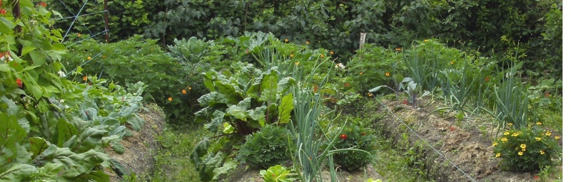 Essais de permaculture sur buttes. Permac10