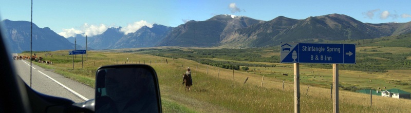 cowboy sur la route 1-cow_10