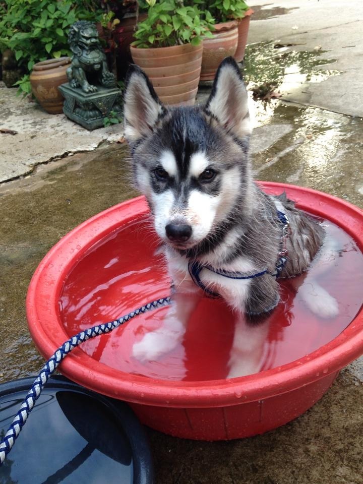 Husky love water !!  S_326111