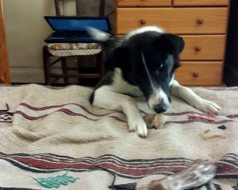 (48) - Jeune chienne typée border collie -  Prise en charge par l'asso Borderline ! 10682110