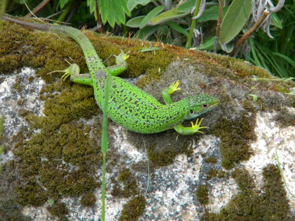 Lézard vert (Lacerta Bilineata ) Lacert10