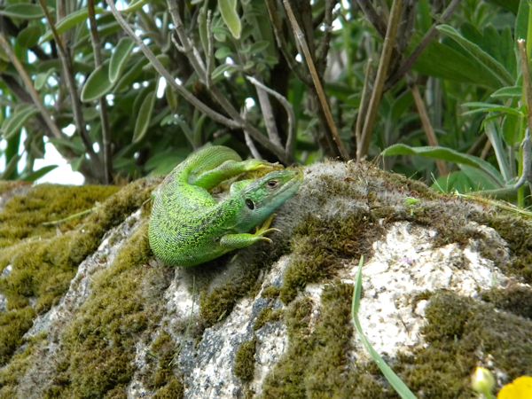 Lézard vert (Lacerta Bilineata ) Lacert14