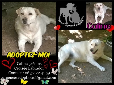 Caline Croisée Labrador 5/6 ans Caline10