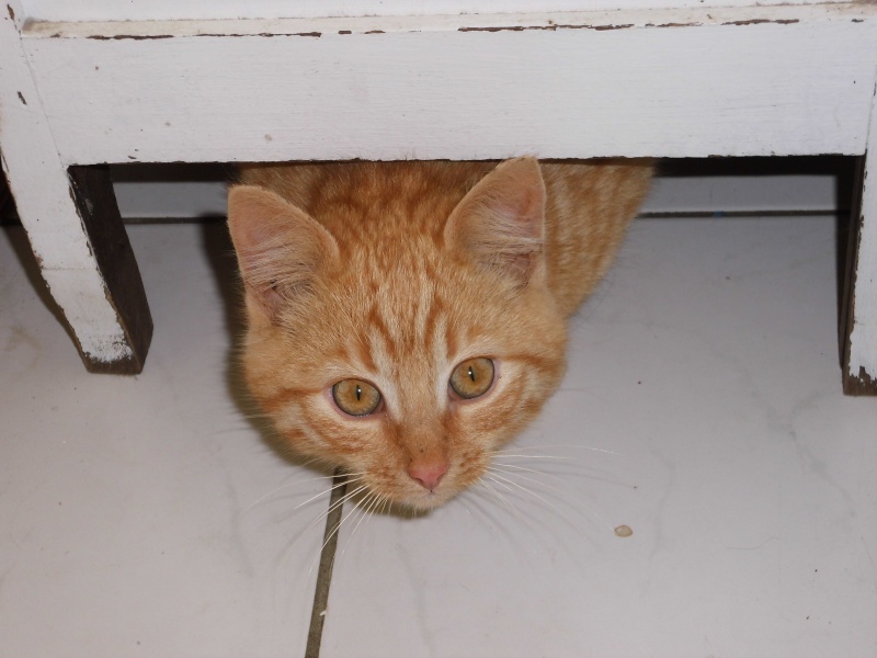 (48) - Junon - Chaton mâle roux 4 mois - Adopté !!!!!!!!!!! Dsci0011