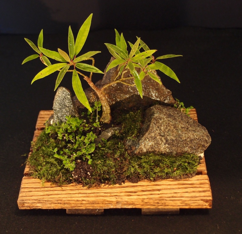 Hello all...Saikei Bonsai11