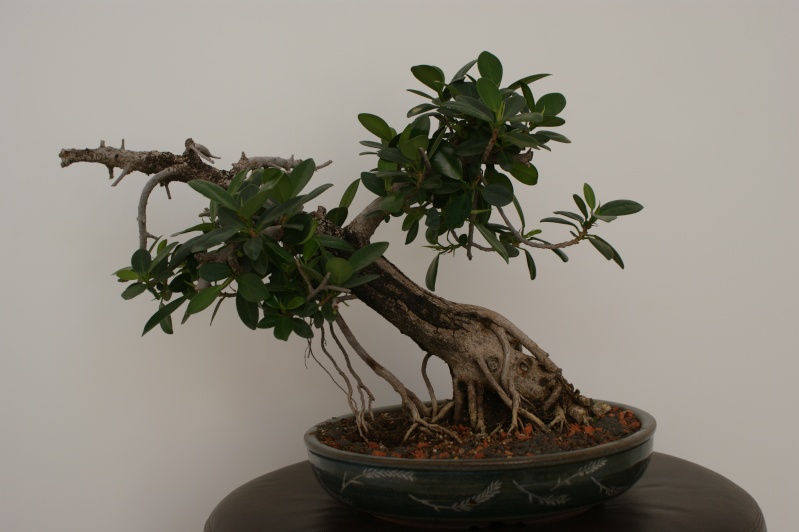 New member from Brazil, Ficus Panda... Dsc05310