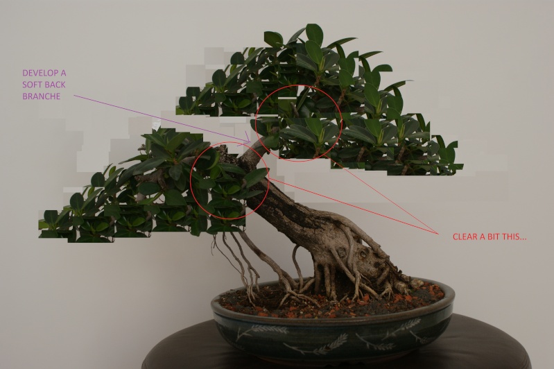 New member from Brazil, Ficus Panda... Dsc05311