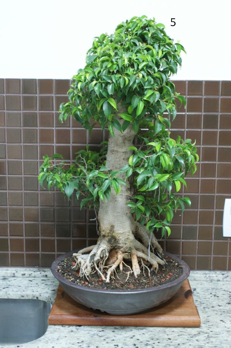 choosing a front - ficus bonsai - yamadori Dsc05316